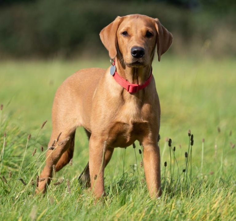 Field Bred English Cocker Spaniel