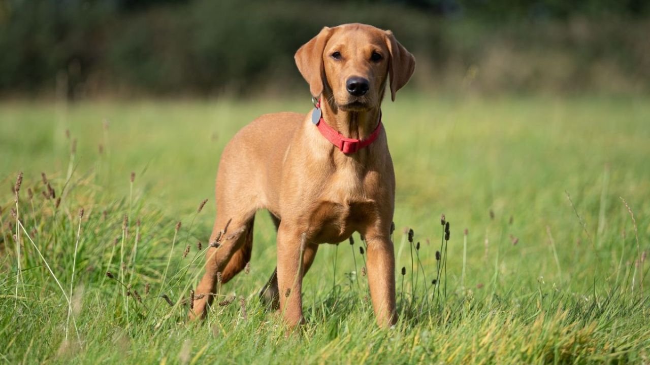 Field Bred English Cocker Spaniel