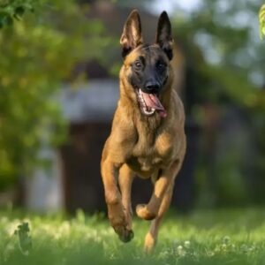 Belgian Malinois Breeders Europe