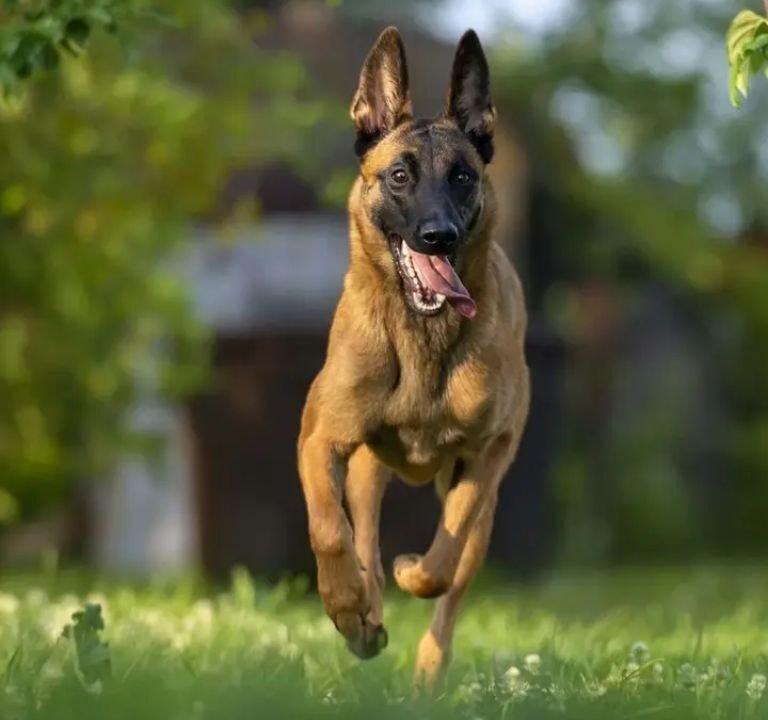 Belgian Malinois Breeders Europe