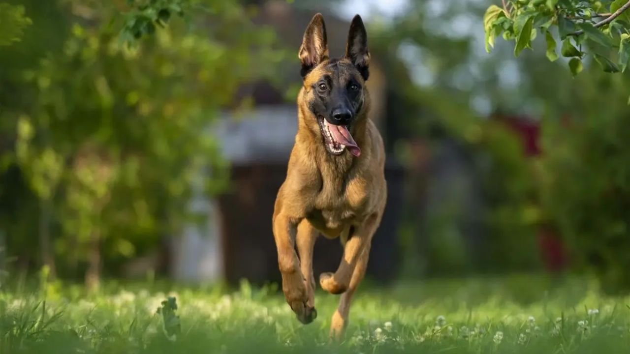 Belgian Malinois Breeders Europe