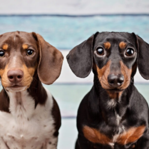 7 Shocking Truths About Dapple Dachshund Puppies That Every Dog Lover Must Know (2025)