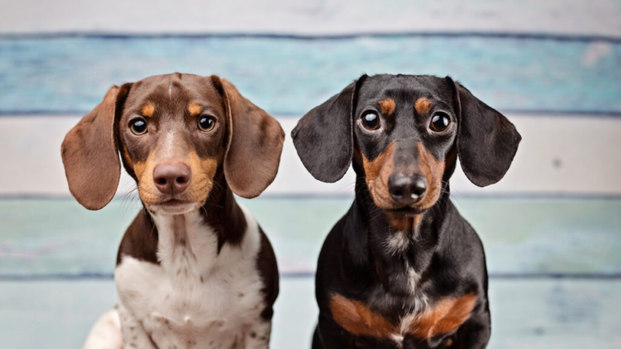 7 Shocking Truths About Dapple Dachshund Puppies That Every Dog Lover Must Know (2025)