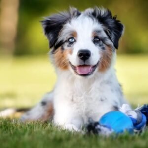 Mini Australian Shepherd