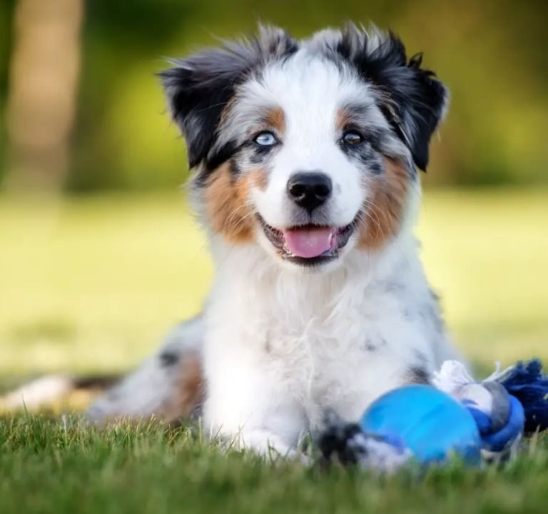 Mini Australian Shepherd