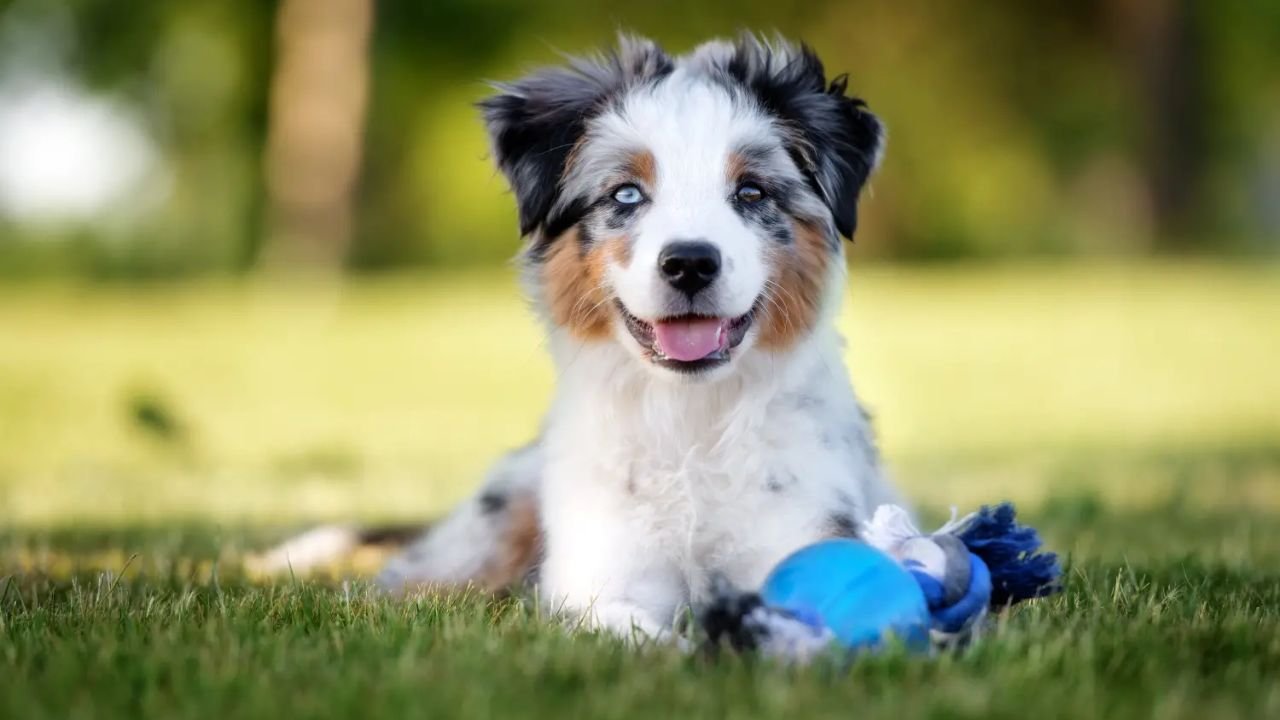 Mini Australian Shepherd