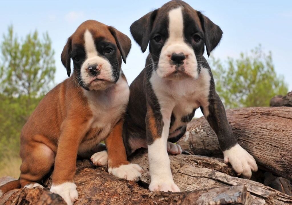 Mini Boxer Dog Breeders