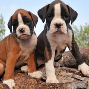 Mini Boxer Dog Breeders