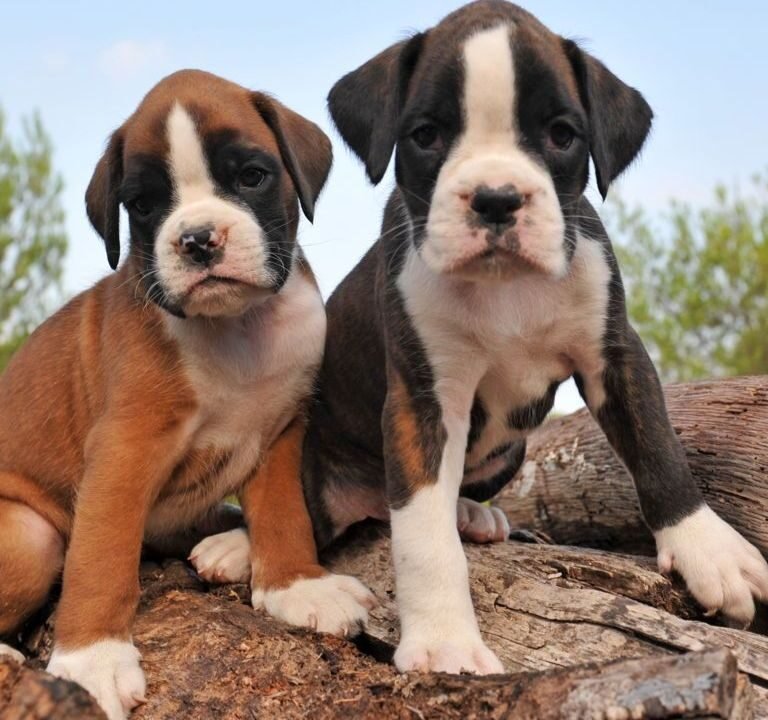 Mini Boxer Dog Breeders