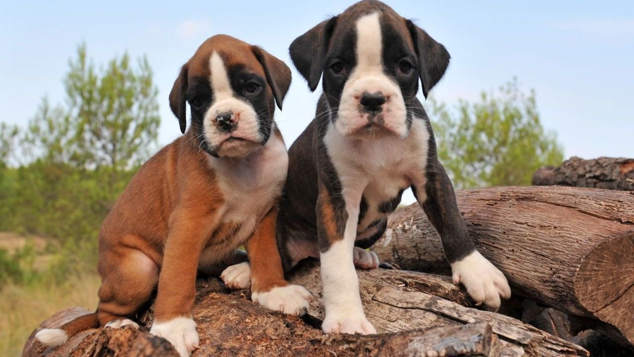 Mini Boxer Dog Breeders