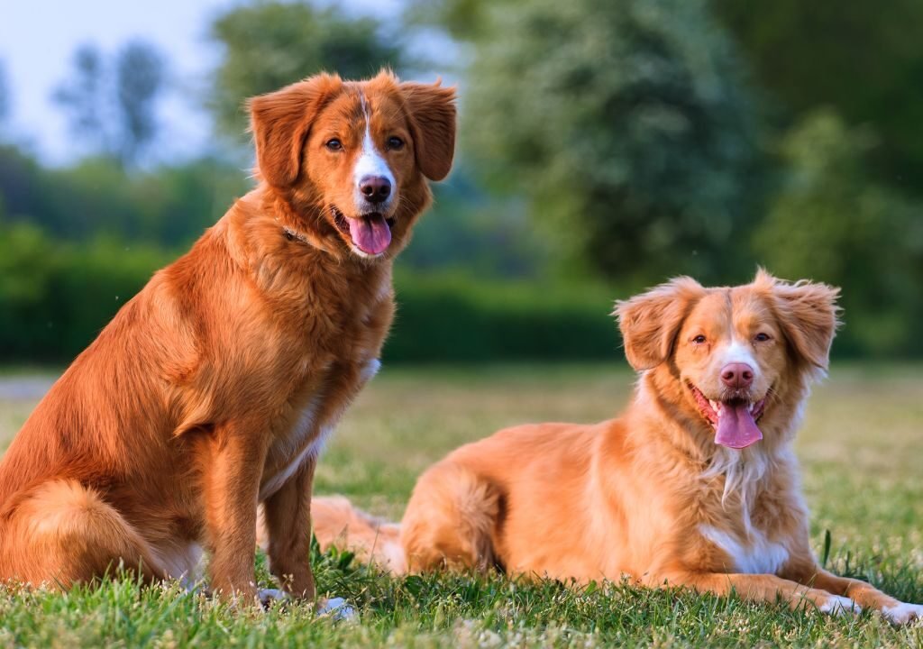 Nova Scotia Duck Tolling Retriever
