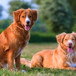 Nova Scotia Duck Tolling Retriever