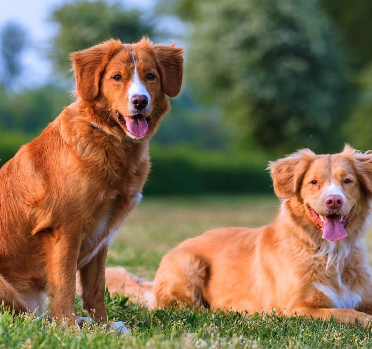 Nova Scotia Duck Tolling Retriever