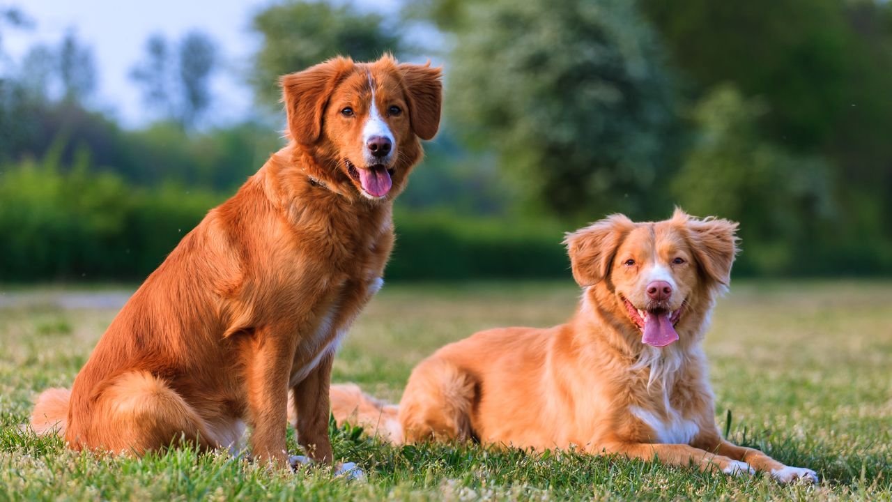 Nova Scotia Duck Tolling Retriever