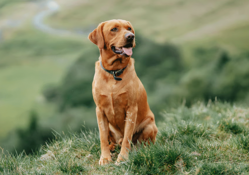 Red Colored Labrador Retrievers A Rare and Radiant Shade of Yellow