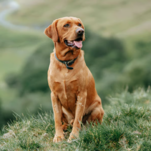 Red Colored Labrador Retrievers A Rare and Radiant Shade of Yellow