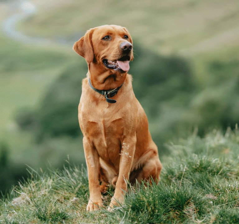 Red Colored Labrador Retrievers A Rare and Radiant Shade of Yellow