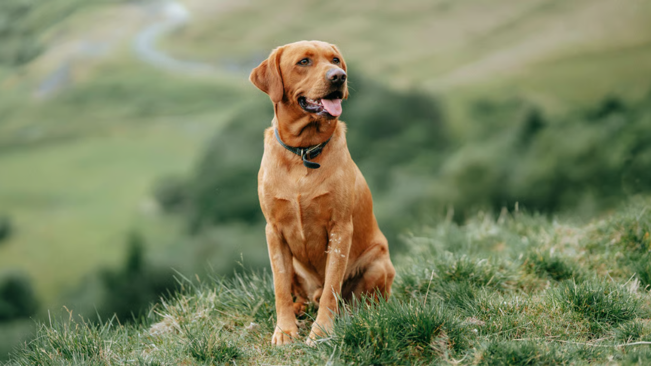 Red Colored Labrador Retrievers A Rare and Radiant Shade of Yellow