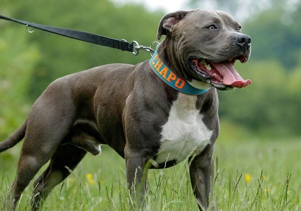 Reputable Blue Nose Pitbull Breeders
