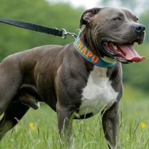 Reputable Blue Nose Pitbull Breeders