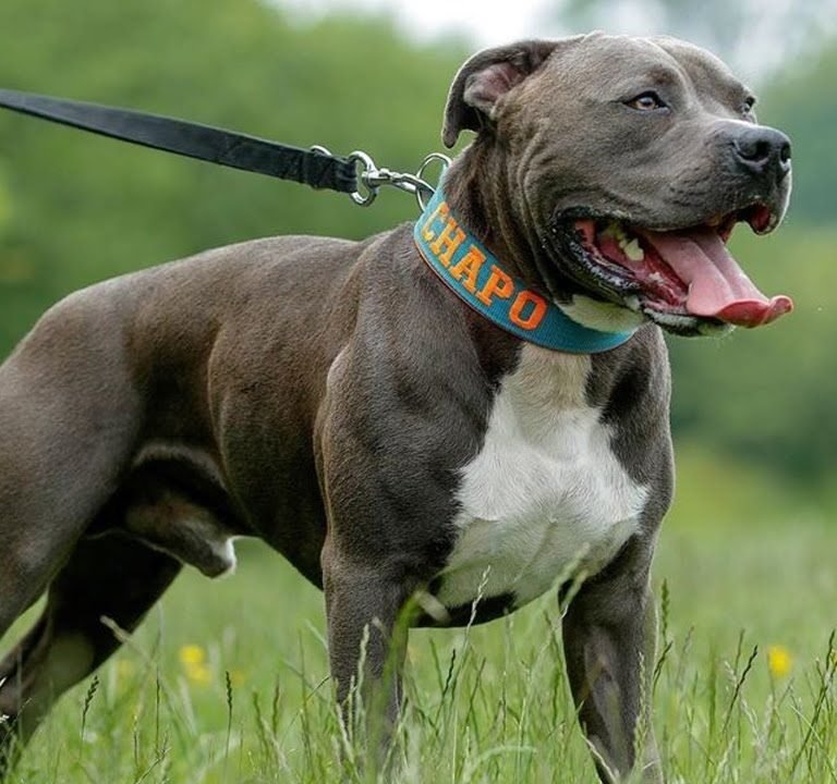 Reputable Blue Nose Pitbull Breeders