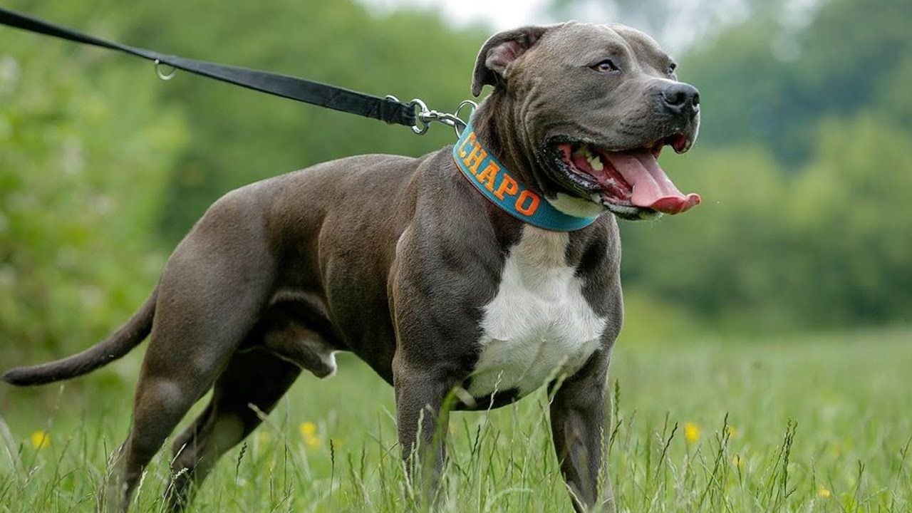Reputable Blue Nose Pitbull Breeders