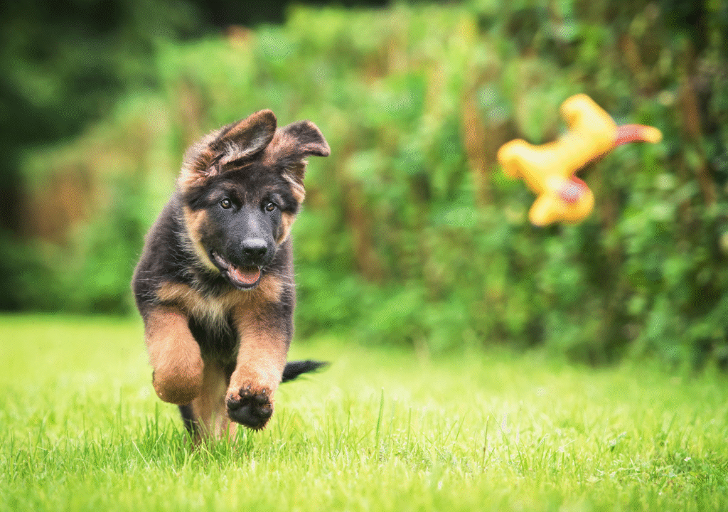 Sable German Shepherd Puppies