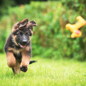 Sable German Shepherd Puppies