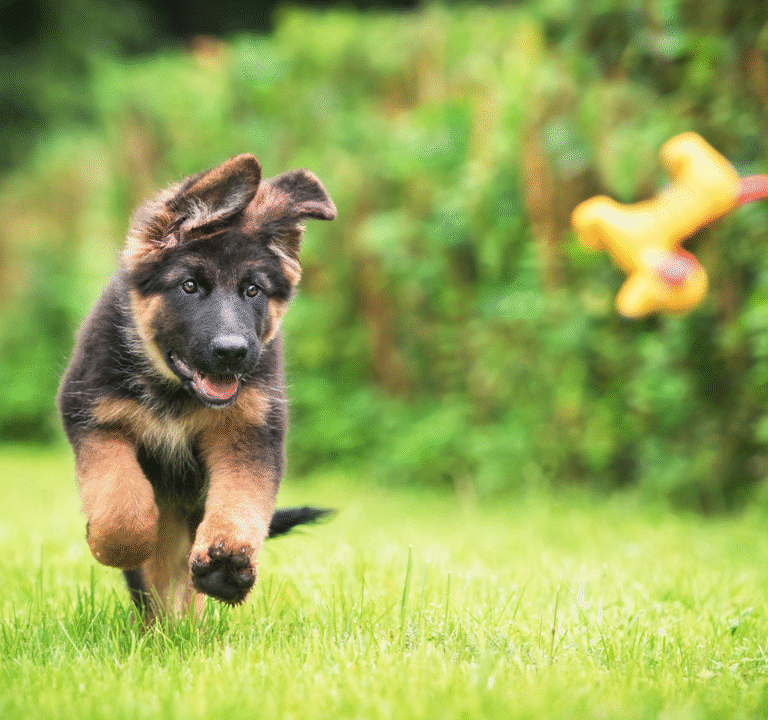 Sable German Shepherd Puppies