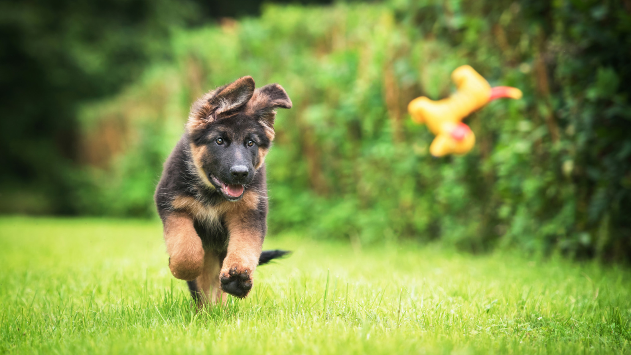 Sable German Shepherd Puppies