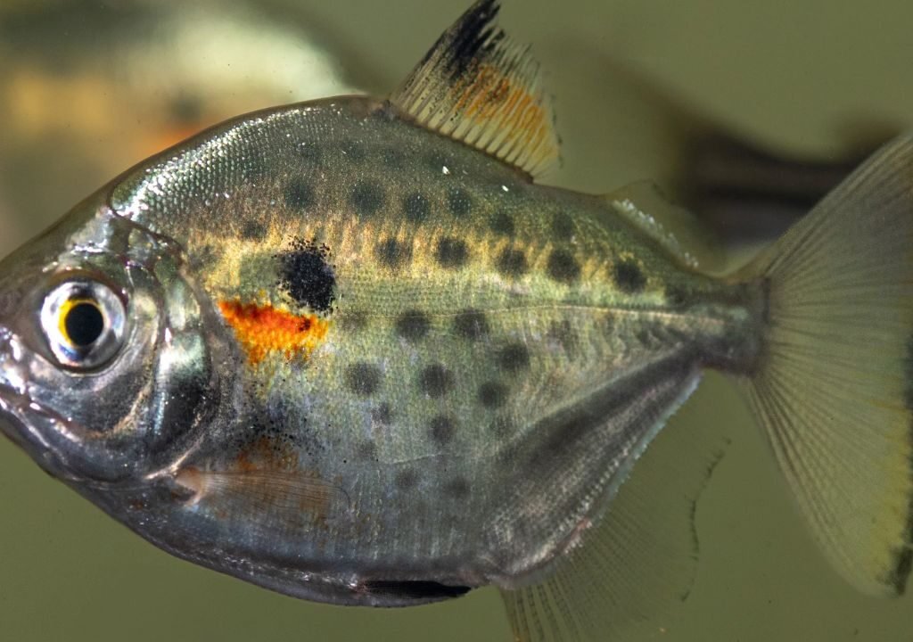 Silver Dollar Fish