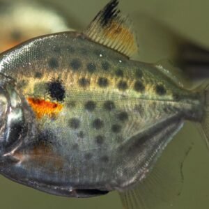 Silver Dollar Fish