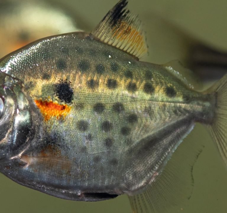 Silver Dollar Fish