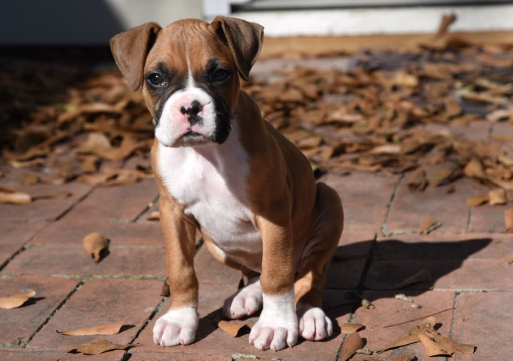 Small Boxer Dog