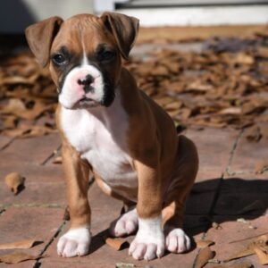 Small Boxer Dog