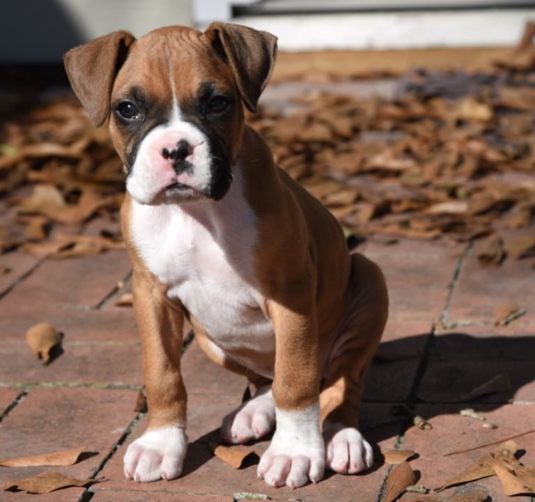 Small Boxer Dog