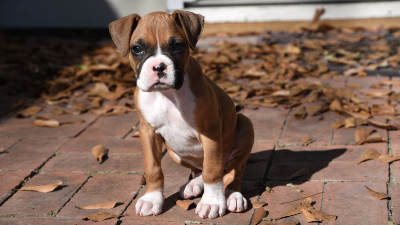 Small Boxer Dog