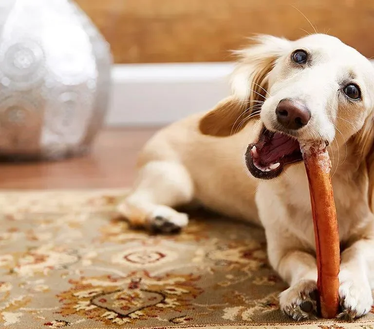 What Is a Bully Stick?