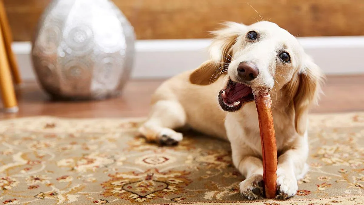 What Is a Bully Stick?
