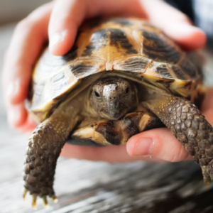 Russian Tortoise Size
