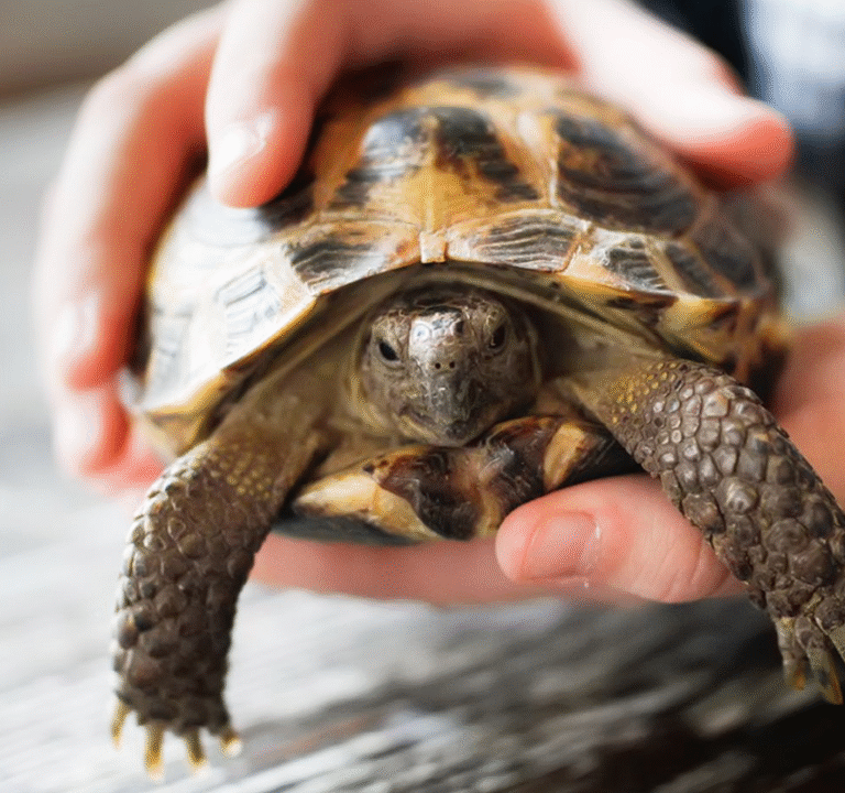 Russian Tortoise Size