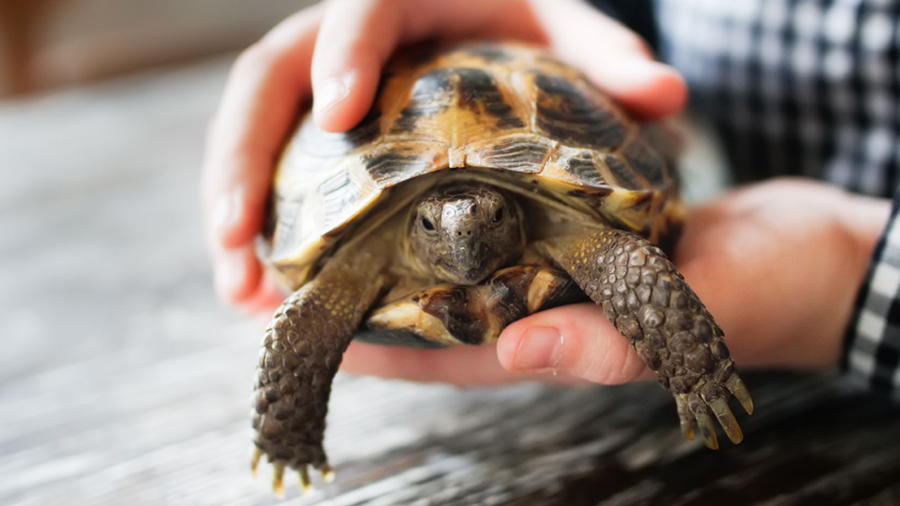 Russian Tortoise Size