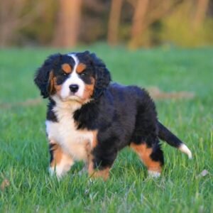 Mini Bernese Mountain Dog