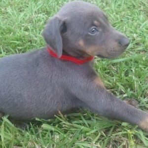 Blue Doberman Puppy