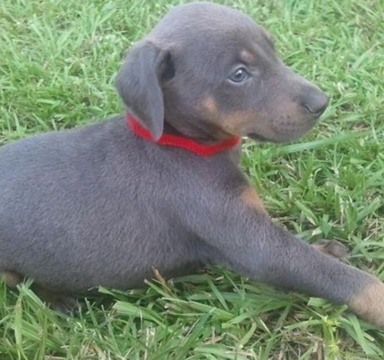 Blue Doberman Puppy