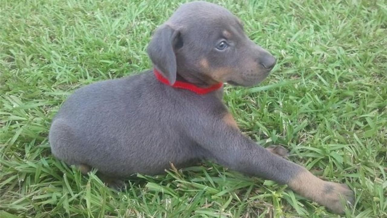 Blue Doberman Puppy