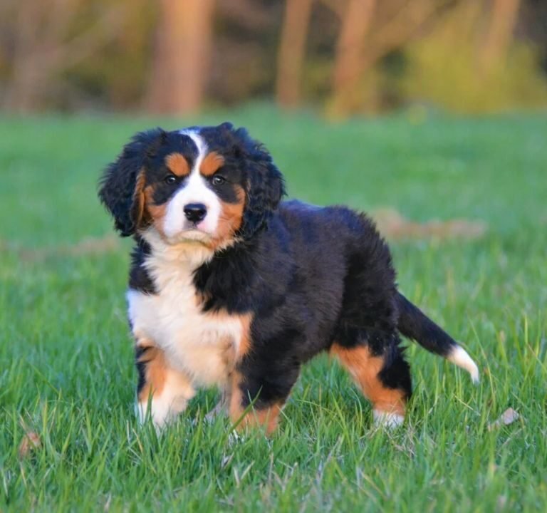 Mini Bernese Mountain Dog