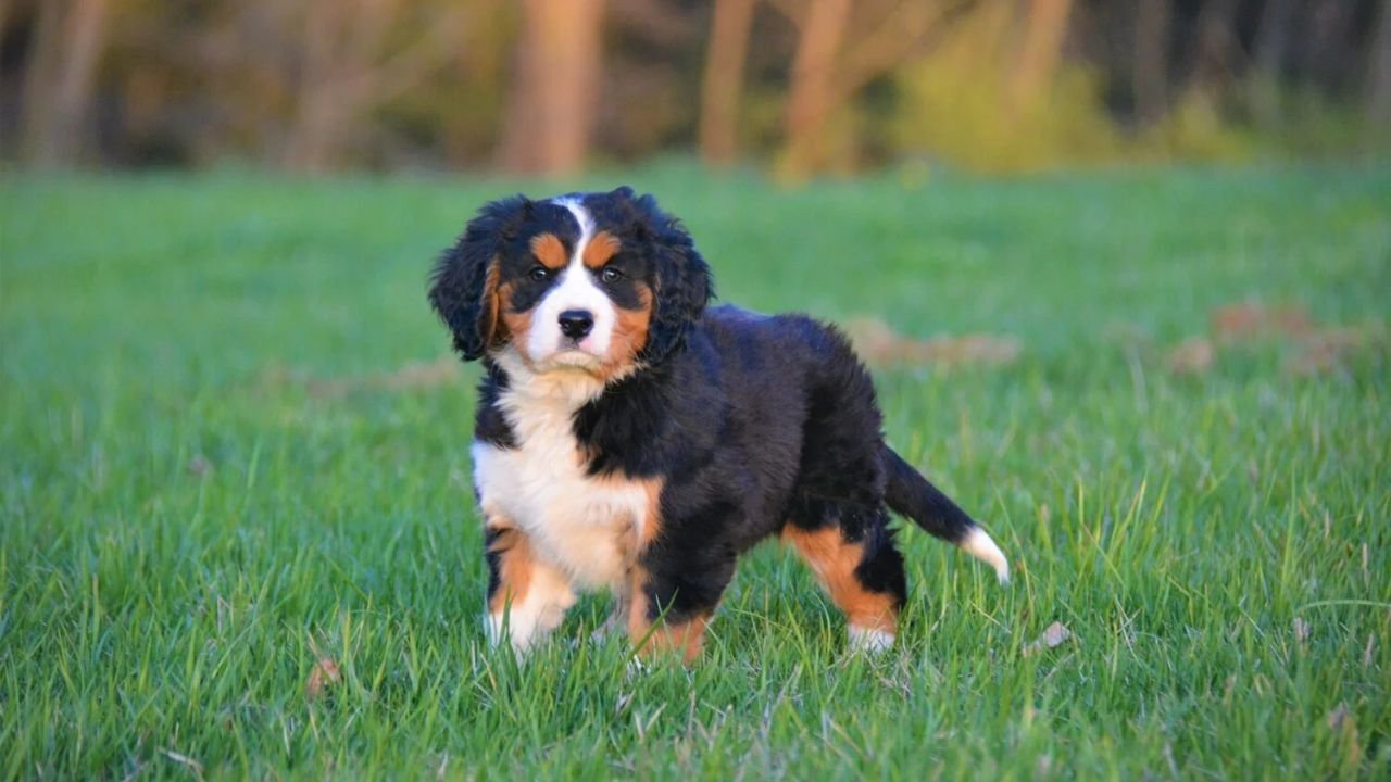 Mini Bernese Mountain Dog
