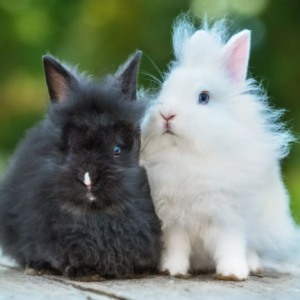 Angora Bunny Rabbits