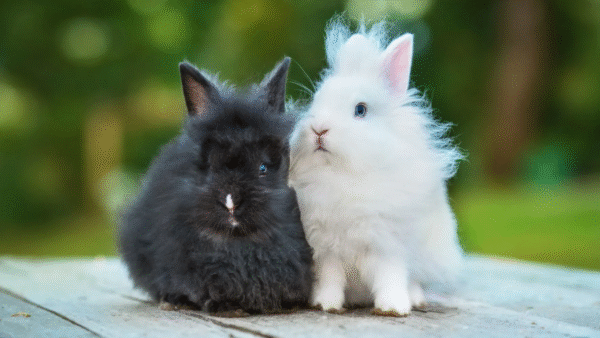 Angora Bunny Rabbits